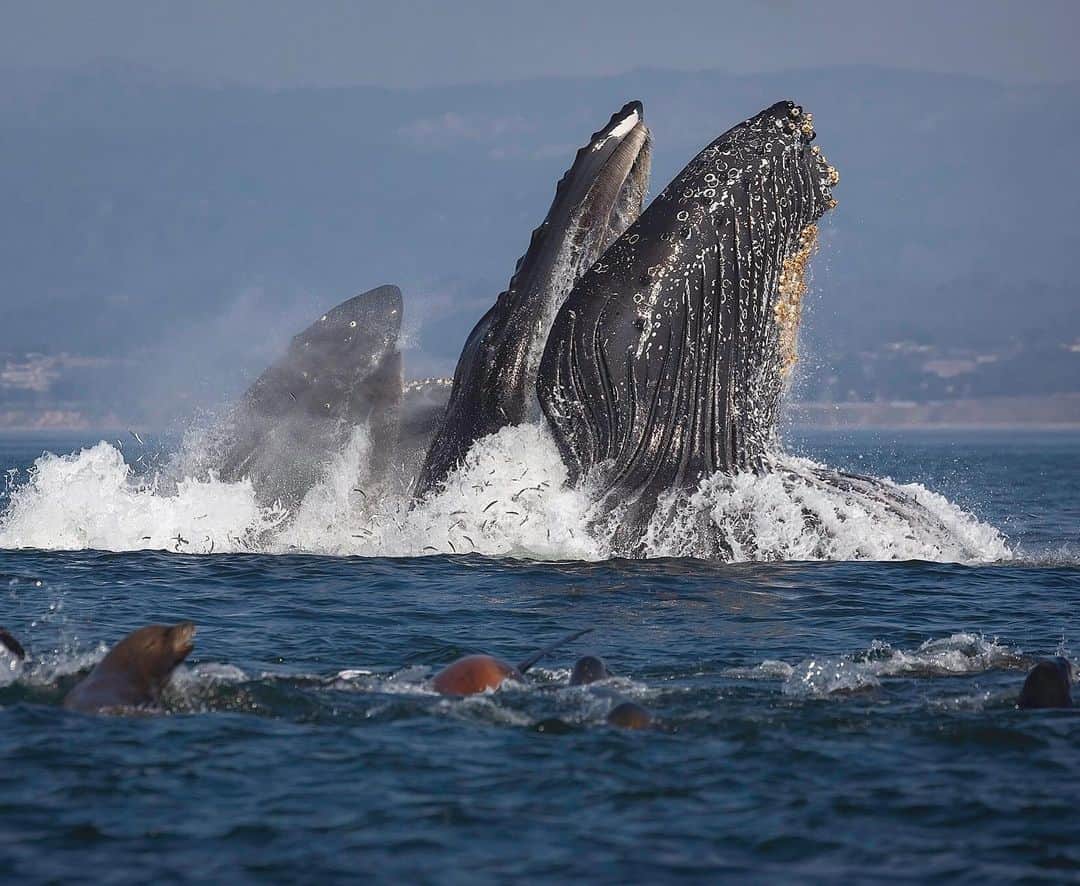 Chase Dekker Wild-Life Imagesのインスタグラム：「Those sea lions always get the best view to the show! The humpback whale feeding season only takes a short hiatus here in Monterey Bay and should begin again around early March as they return from their tropical breeding grounds. Taken on Sanctuary Cruises.」
