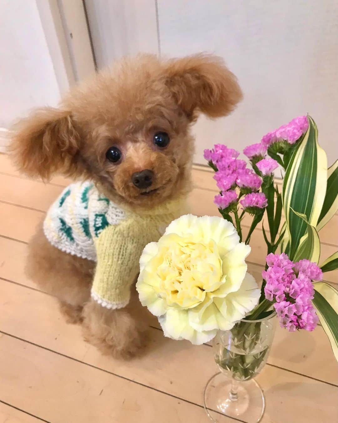 toshiyaotsuboのインスタグラム：「今回の @bloomeelife お花の定期便💐 ニットを洗ったら縮んでしまった😂💦 ＊ クーポンコード totsu にて初回のお花のお届けが無料になります！ぜひお使い下さい🐶☺️ #ぶるーみーらいふ #花サブスク#プードル#トイプードル#ティーカッププードル#犬#poodle#teacuppoodle#toypoodle#dog#dogstagram#instadog#푸들#caniche#Pudel#貴婦狗#animalsco」