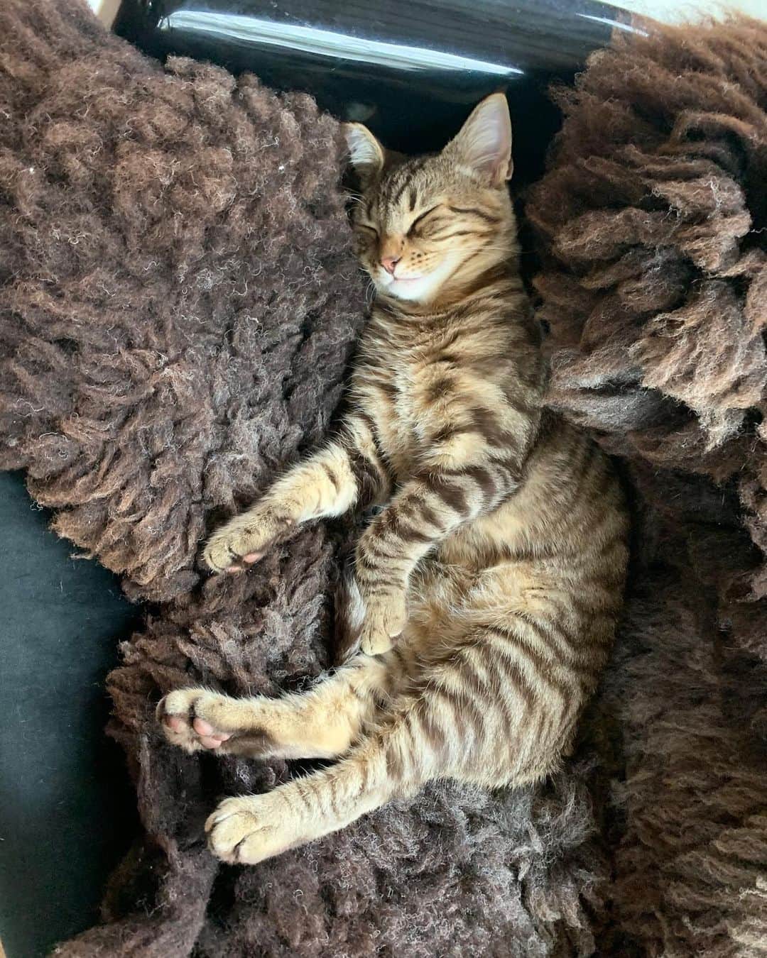 マーク・ラファロのインスタグラム：「Back by popular demand! A Ruffalo cat update for you all today on this sleepy day 😴」