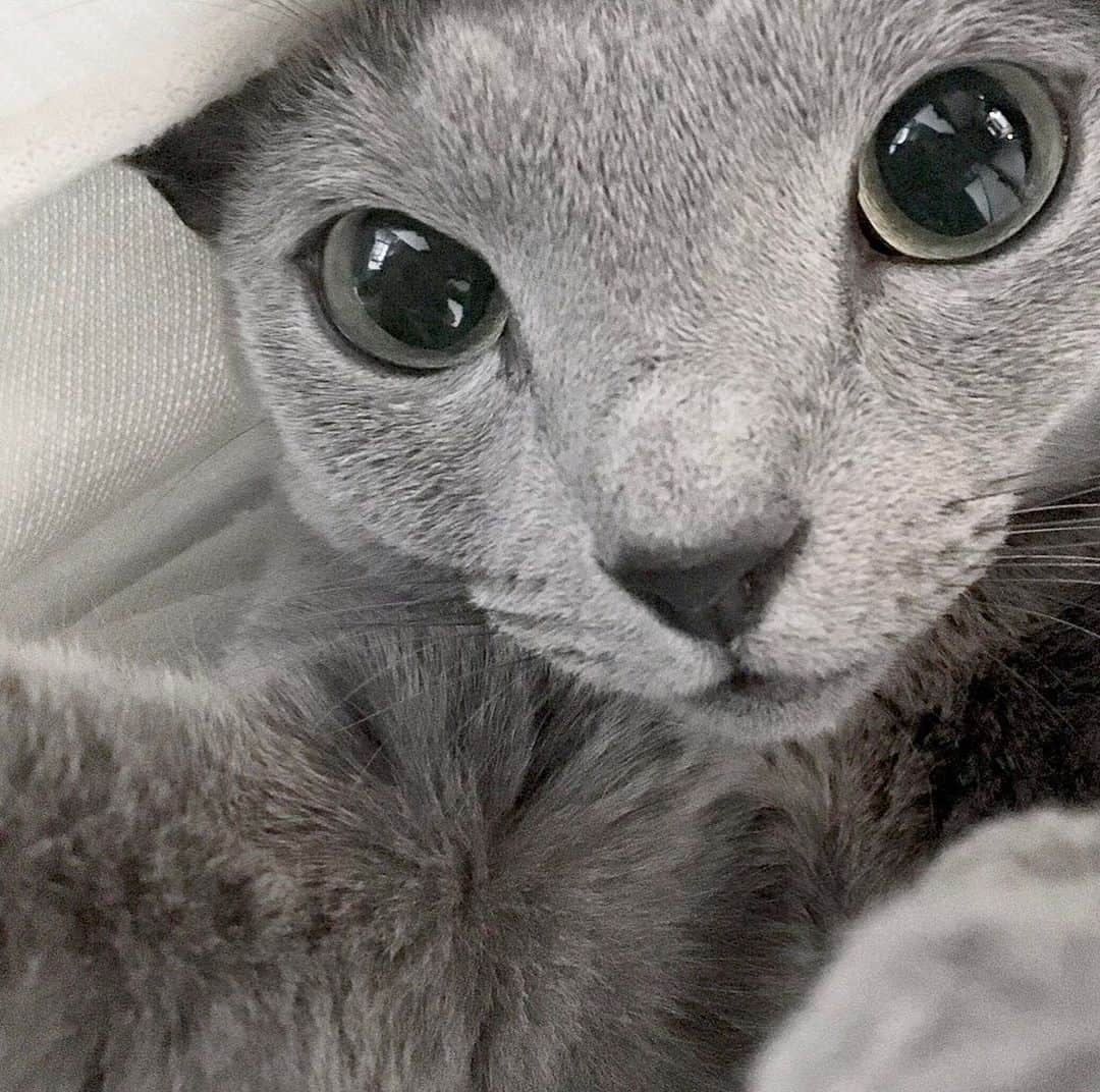 I love Russianblueのインスタグラム：「自撮り？ ・ ・ ・ #Russianblue #catlife #katze #catsofinstagram #にゃんだふるらいふ #cutecat #catlover #kitty #ねこ#ilovemycat #cute #猫 #gato #러시안블루 #にゃんこ #kot #catvideo #kitten  #instacat #meow #cats #cats_of_Instagram  #ふわもこ部  #にゃんすたぐらむ #weeklyfluff #catloversworld #dailyfluff #고양이  #냥스타그램 #ロシアンブルー」