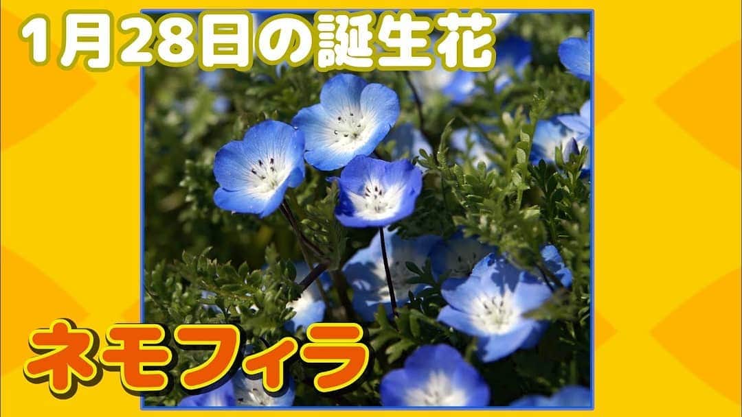 お花くん（神宮寺しし丸）のインスタグラム：「YouTube『お花くんチャンネル』 おはようございまーす！ 今日の誕生花はお花界のブルーインパクト「ネモフィラ」です！ 国営ひたち海浜公園にある青い大観覧車はネモフィラをイメージしたカラーです。  貴方の人生に花を添えるチャンネル🌹 https://t.co/PtgWaLrN7B」
