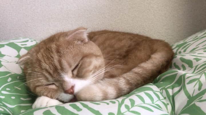 かんちゃんのインスタグラム：「． ． こにゃにゃちは。 眠くて　目が開かにゃい...💤  I'm sleepy and my eyes don't open  ． ． #スコティッシュフォールド #猫  #cat  #cats #ねこ #ネコ #札幌 #sapporo」
