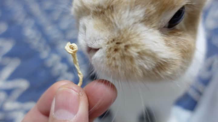 BUNNY?TUNA? のインスタグラム：「. おはよーパパイヤタイム😋 変な換毛の仕方してるー😅💦 . #換毛boy#換毛期#パパイヤ #ネザーランドドワーフ#ツナ#TUNA#うさぎ#ふわもこ部#うさぎ部#うさぎのしっぽ#ペット#netherlanddwarf#bunnystagram#rabbit#lapin#cutebunny#bunnylove#bunnies#pet#petgram#rabbitstagram#japan#kawaii#weeklyfluff#cutepetclub#instapets#instabunnies#animallovers」