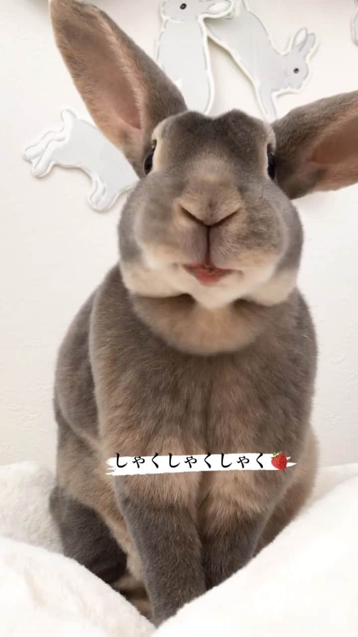 Kayoのインスタグラム：「おいしいしゃくしゃく🍓 ・ ・ #うさぎ #rabbit #bunny #animal #happy #igersjp #さくらんらん #おいしい #咀嚼音 #もふもふ #ペット ・ ・ リールってこれで合ってたっけな」