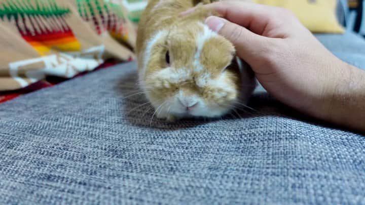 BUNNY?TUNA? のインスタグラム：「. 最近元気であまり撫でさせてくれない🤔 . #なでなで#元気#おはようございます #ネザーランドドワーフ#ツナ#TUNA#うさぎ#ふわもこ部#うさぎ部#うさぎのしっぽ#ペット#netherlanddwarf#bunnystagram#rabbit#lapin#cutebunny#bunnylove#bunnies#pet#petgram#rabbitstagram#japan#kawaii#weeklyfluff#cutepetclub#instapets#instabunnies#animallovers」