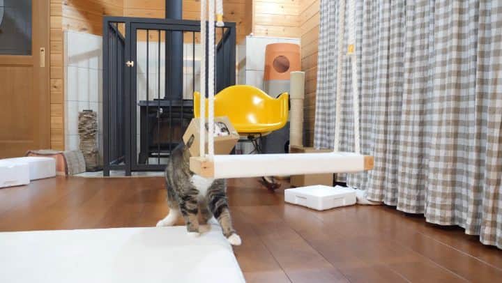 まる & はなのインスタグラム：「ブランコ乗りまーす！ I get on the swing!  ※猫です。This is a cat.」