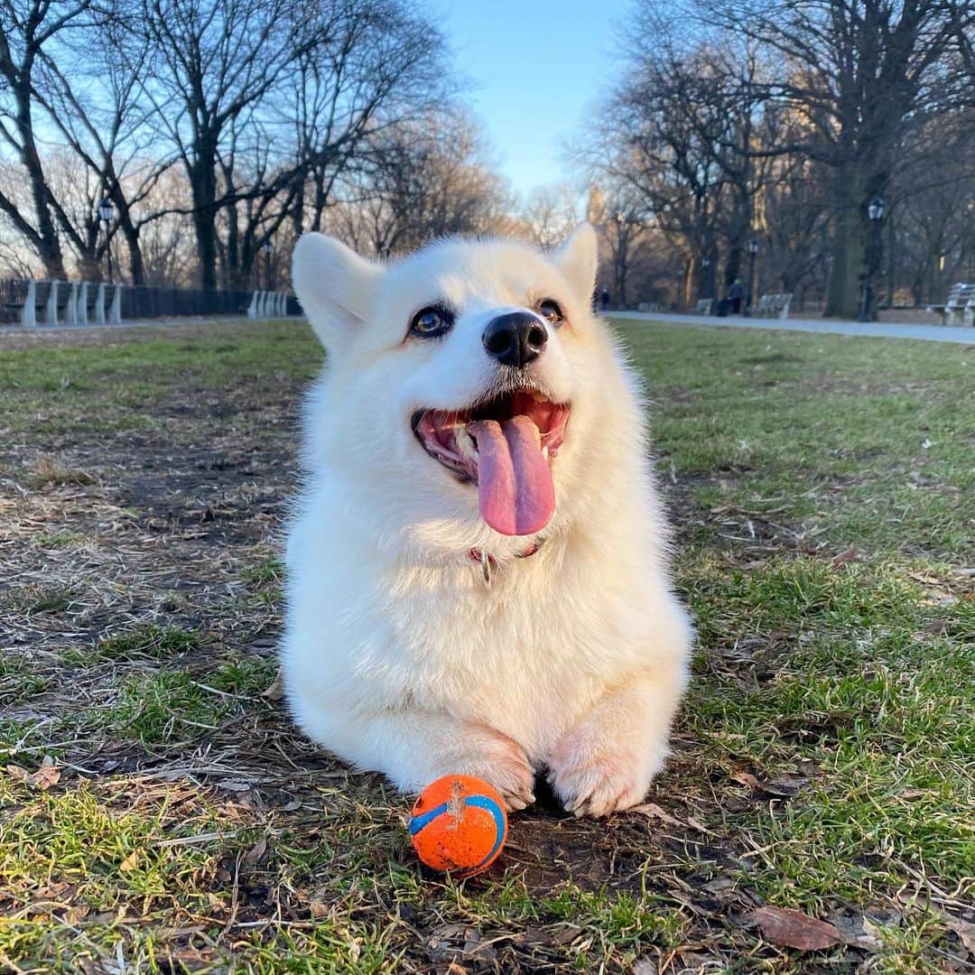 Winston the White Corgiのインスタグラム：「It was 21 degrees this morning and I think it’s absolutely perfect.」