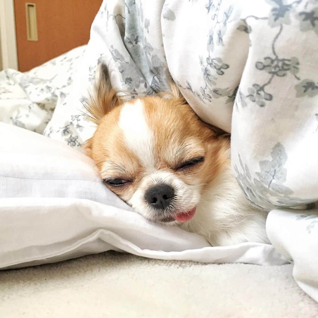 ちまのインスタグラム：「I can use bed🛏🐶💤 ・ 見て真似してるのかな？ってくらいベッドを使いこなしててビックリする😳✨ ・ #ちま #チワワ #chihuahua #ชิวาวา #PECOいぬ部 #WeeklyFluff #dogs #dogsofbark #chihuahuaaddict」
