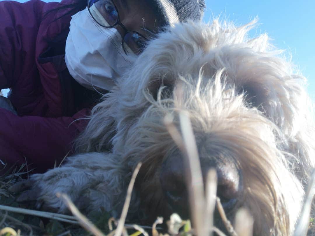 佐藤藍子のインスタグラム：「皆様、おこんばんみーです🍀  風が冷たかったですが お日さま☀️ポカポカ週末  こちらは ゴールデンドゥードゥルの おてんとうさん🌞🐶  #ゴールデンドゥードゥル #goldendoodles #ミックス犬 #mixdog #dogsofinstagram #aikosato#佐藤藍子」