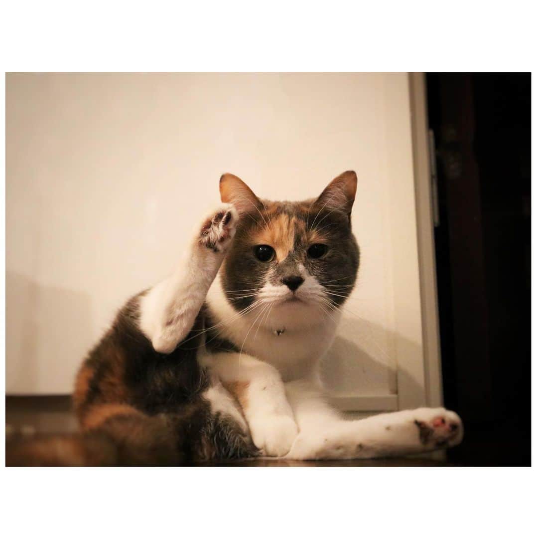山崎直子のインスタグラム：「敬礼❗️  #猫好きさんと繋がりたい #ねこすたぐらむ #可愛すぎるじゃないか #敬礼猫 #敬礼 #police #catstagram」