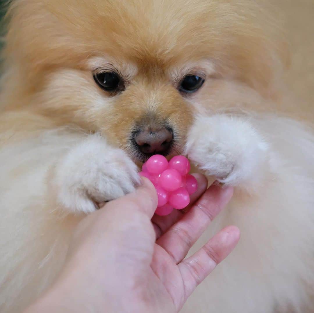 Hanaのインスタグラム：「とにかく新しいオモチャへの熱がハンパない * 興味津々 * 研究者タイプ * * ブログ更新しました♪ http://kedamakyoudai.blog.jp/ #Pomeranian#pom#pompom#pomstagram#pets#dogs#doglover#dogsofinstagram#dogstagram#Japan#Kawaii#fluffydog#ポメラニアン#犬#いぬら部#pecoいぬ部#포메라니안#もふもふ#ふわもこ部#cute#cutedog#funny#funnydog#いぬのきもち#犬と猫#ライブドアインスタブロガー」