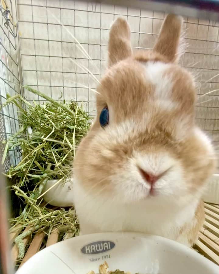 BUNNY?TUNA? のインスタグラム：「. 今朝は嵐みたいだったね〜🌀 庭のものが全て移動してた😳💦 ツナは無事です🤣🐰 . #おはようございます#朝食 #ネザーランドドワーフ#ツナ#TUNA#うさぎ#ふわもこ部#うさぎ部#うさぎのしっぽ#ペット#netherlanddwarf#bunnystagram#rabbit#lapin#cutebunny#bunnylove#bunnies#pet#petgram#rabbitstagram#japan#kawaii#weeklyfluff#cutepetclub#instapets#instabunnies#animallovers」
