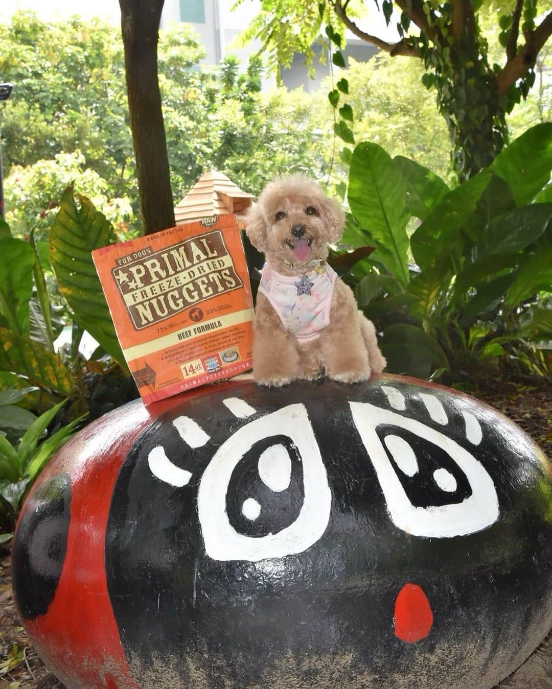 Truffle??松露?トリュフのインスタグラム：「📆(2Feb21) Happy 🌴⭕️🌴 so happy mummy brought my yummy #primalpetfoods to the park so I can have a mini picnic there! 😁😋 #trufflenb2k #b2kpet」