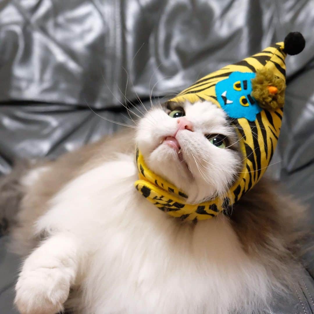 Hanaのインスタグラム：「@happybotan ちゃまに頂いた #ネコ帽factory の青鬼帽 * ピッタリフィット👒 * 無防備なマズルがきゅんです * * #norwegianforestcat#ノルウェージャンフォレストキャット#猫#可愛い#Kawaii#cat#catsofinstagram#catlover#節分#鬼#帽子#hat#catstagram#catphoto#猫写真」