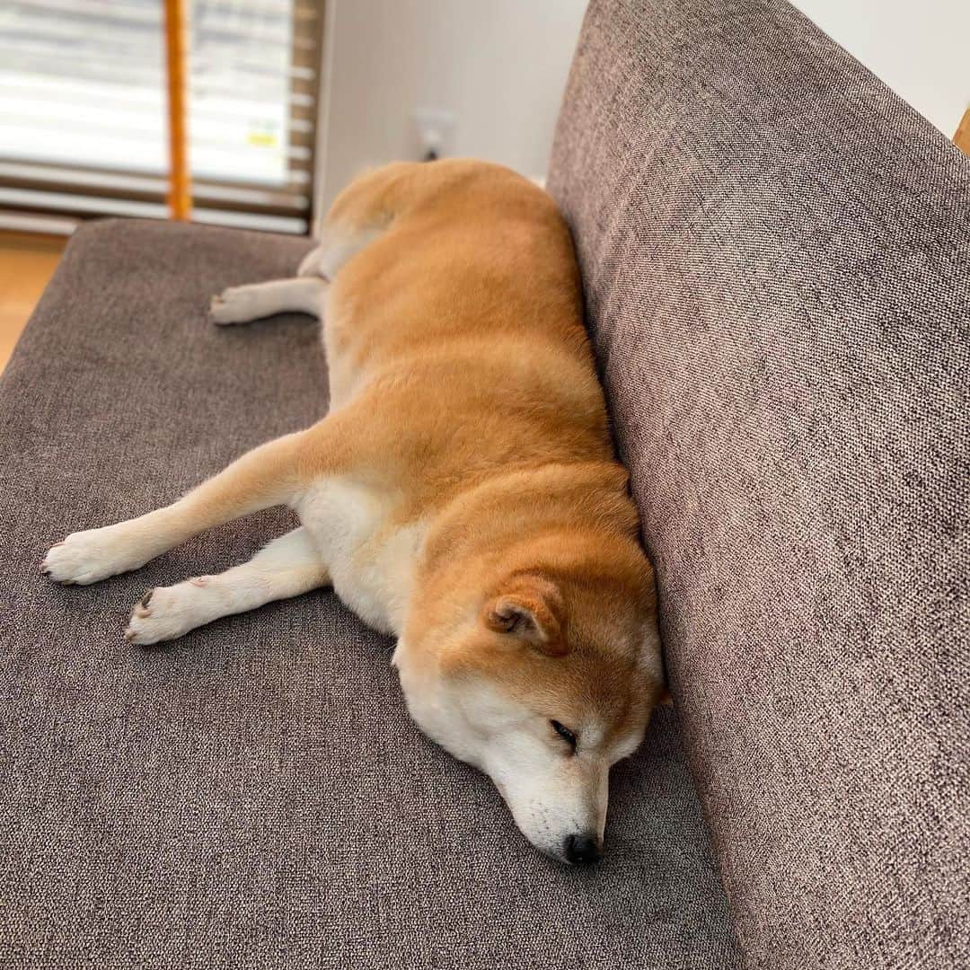 マル子のインスタグラム：「#寝てる犬  #その横で編み物 #サイコーな午前中 #マル子」