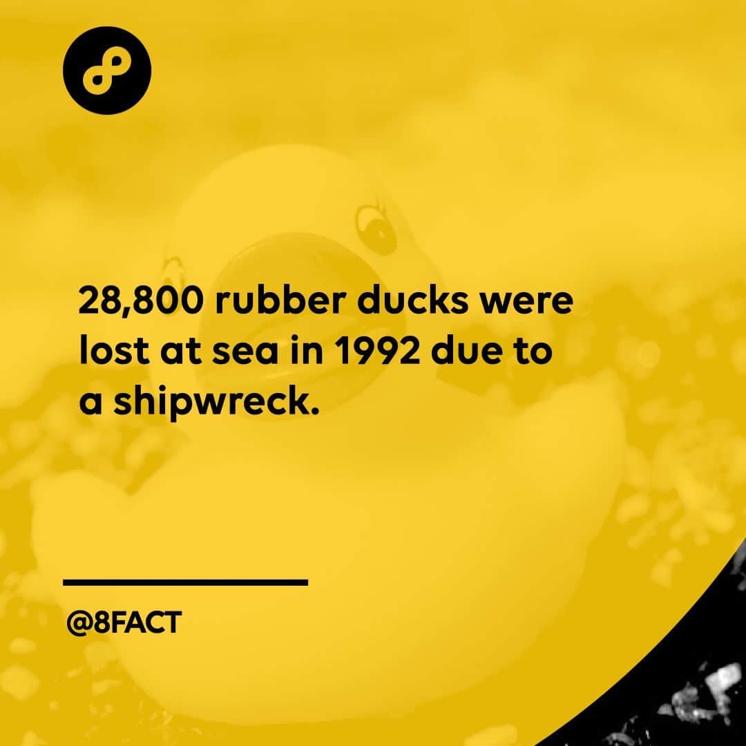 のインスタグラム：「Scientists used these ducks washed up at sea to study the movement of ocean currents.」