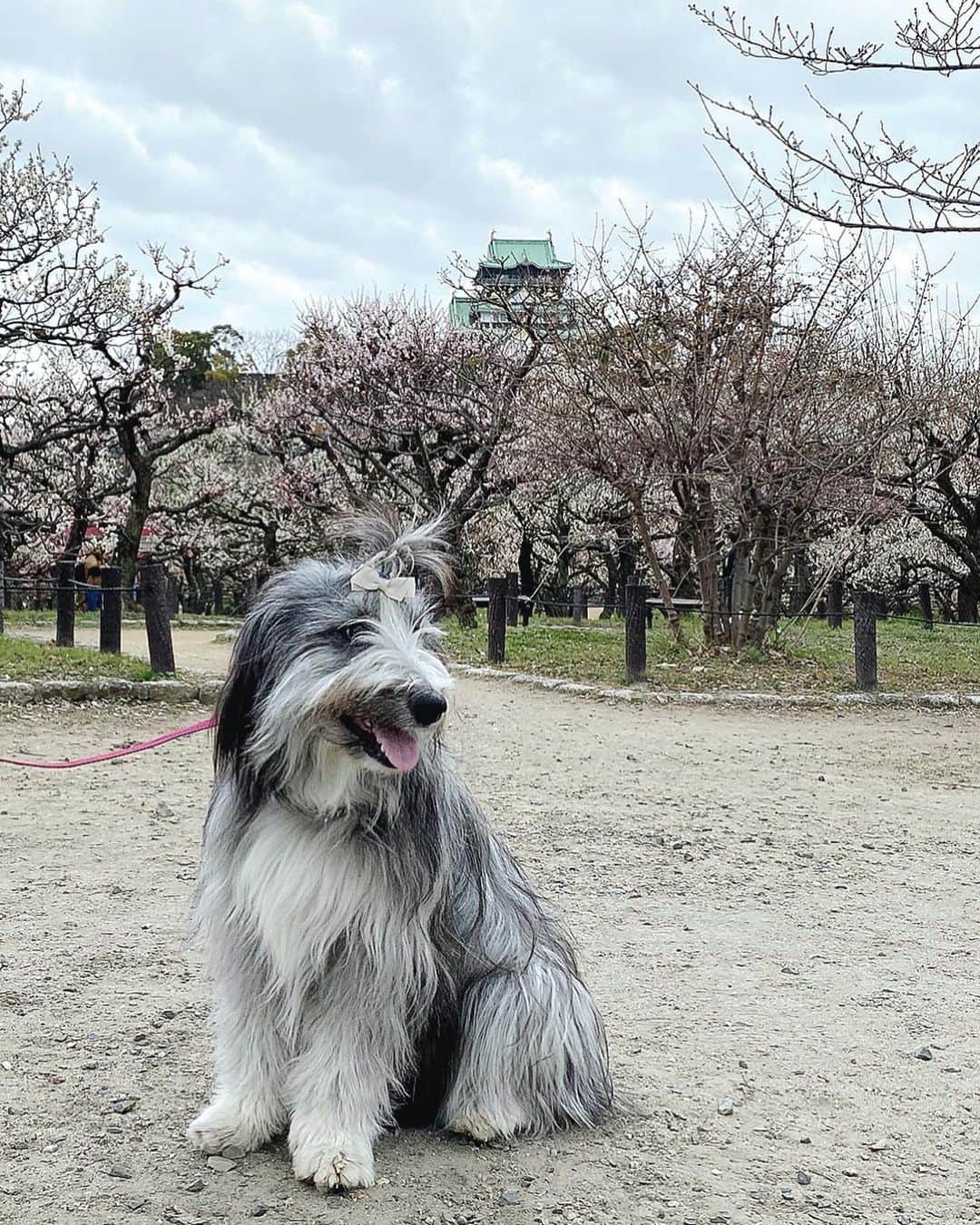 kei515yuのインスタグラム：「大阪城公園梅林に行ってきました。 梅は満開、もう少し晴れててくれればよかったけど、良い薫りも楽しめてよかったです。  ※行くのどうしようか少しためらっていました。 ここは毎年、悠鼓と訪れていた所、ああそこのベンチでちょんしたな、ここの樹の前でいつも悠鼓が笑っていたんだ… そんな母さんの気持ちを映すかのように曇り空。 それでも朱織さん、ちゃんとお座りして、ちゃんと笑顔をこちらに向けて、騒ぐことなくご機嫌さん。 ありがとね、また君といっぱい思い出を作っていこう。  #ビアデッドコリー #ビアディ #beardedcollie #akaribeardie #beardie #beardedcolliesofinstagram #puppydog #puppygram  #petscorner #insta_animal #dog_ofinstagram #insta_dogs #igdog #topdogphoto #repost_ezyjp #weeklyfluff #dog_features #excellent_dogs #pecoいぬ部」