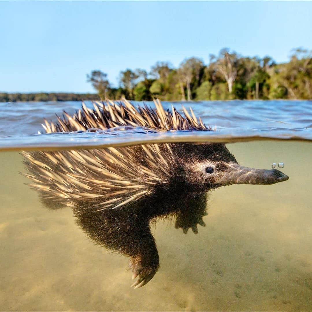 Australiaのインスタグラム：「Who needs a snorkel when you have one built-in? 😂 @mayo_fisho captured this cool little dude taking a dip in @myclarencevalley in the #NorthernRivers district of @visitnsw. While it’s not super common to see an #Echidna take to the water, they are actually quite strong swimmers. Their hind feet point backwards which helps them dig, but also acts as a natural rudder or paddle. Plus, as we now know, their little snout is a personalised snorkel system 🦔 #seeaustralia #NewSouthWales #holidayherethisyear」