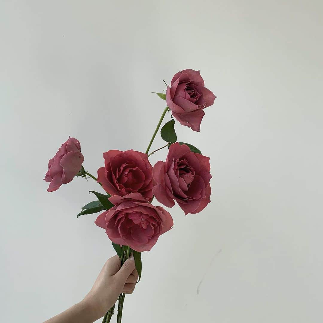 플로리스트 이주연 florist Lee Ju Yeonのインスタグラム：「. . 언제봐도 아름다운 블랙티 🖤 @flor_stuff_official 🤍 . #블랙티장미 #rose  .  订花 WeChat ID vaness_flower 페이팔 결제 가능  클래스상시모집 당일꽃주문가능 . #수업문의 #주문예약 #lesson #Order  Katalk ID vaness52 WeChat ID vaness_flower E-mail vanessflower@naver.com . 서초구 양재천로 123 5층 📞02-545-6813 . #vanessflower #florist #flowershop #handtied #flowerlesson #花束 #바네스플라워 #플로리스트 #꽃다발 #부케 #플로리스트학원 #플라워레슨 #양재동꽃집 #양재역꽃집 #꽃다발주문 #꽃수업 #꽃주문  #대관 #공간대여 #스튜디오대관 #자연광스튜디오 #자연광스튜디오대관 #스튜디오」