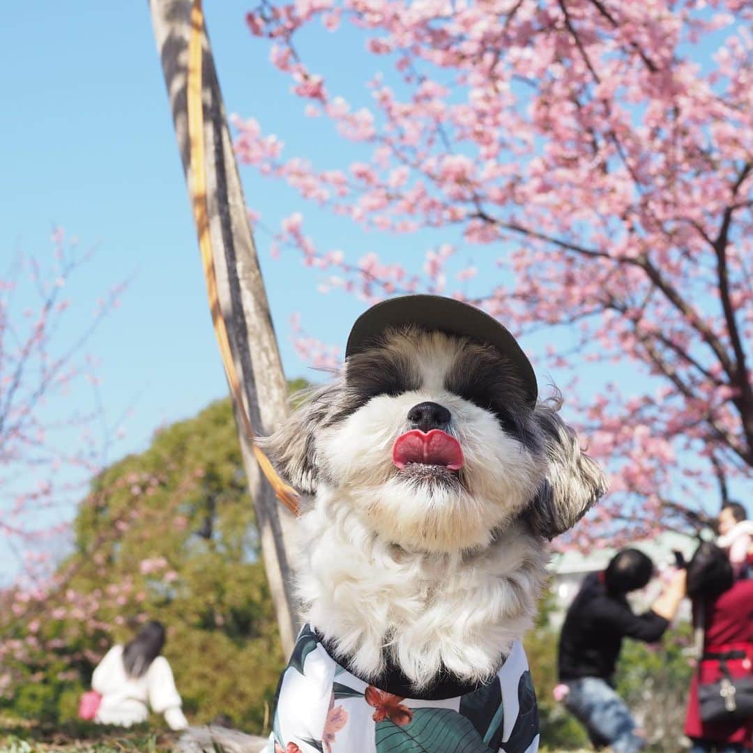 いくらのインスタグラム：「🌸🐳 ・ 先週の日曜日は20度越えのポカポカ陽気🌞 ・ 葛西臨海公園で桜と海を堪能してきたよ🐶👍🌸🐳 ・ 河津桜、綺麗で旨そうだったなー🤤🌸🍴 ・ 海ではビキニギャル👯‍♀️👙をナンパしようとしていたみたいだけど…🤦 ・ この時期はまだビキニギャル👯👙いませんからー🤣🤚 ・ 夏まで待っててねー🤣🤙 ・ ・ #葛西臨海公園 #桜 #海 #sakura #ジョソレノソ #シーズー #シーズー好き #シーズー大好きクラブ #シーズー犬好き部 #シーズー大好き部 #シーズー犬 #シーズー大好き #シーズーlove #シーズー部 #ロングまつ毛ワンコの会 #いぬのきもち #鼻ぺちゃ犬 #短足犬 #いぬすたぐらむ #shitzu #shitzumania #shihtzuclub #shihtzuloves #shihtzulovers #shihtzusgram_feature #shihtzugram #시추 #시츄스타그램 #西施犬 #獅子狗」