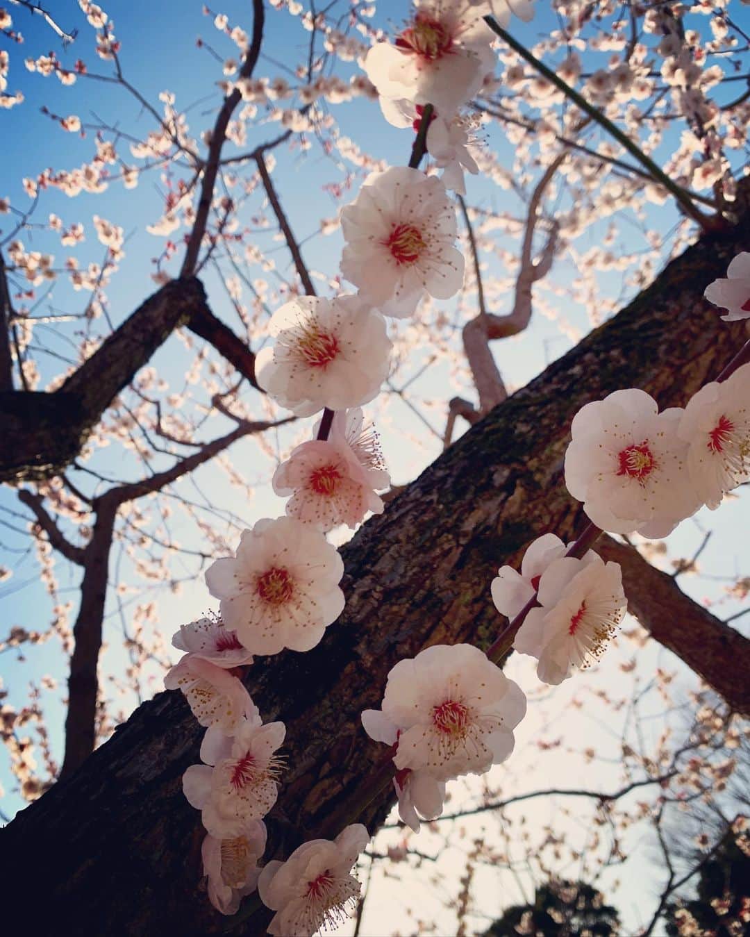 佐々木敬子のインスタグラム：「Plum blossom 春だね🌸🌸🌸」