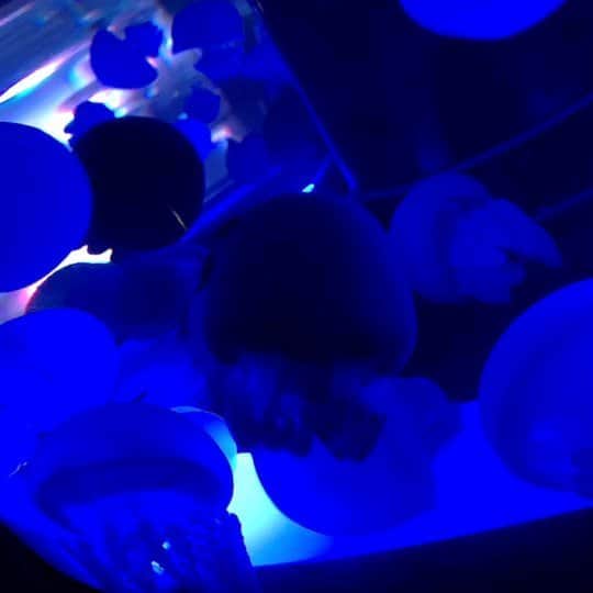 栗田萌のインスタグラム：「クラゲ🐠🐡🐙🐬 ぱふぱふしてるのかわいい〜💕 #jellyfish #クラゲ #カラージェリーフィッシュ」