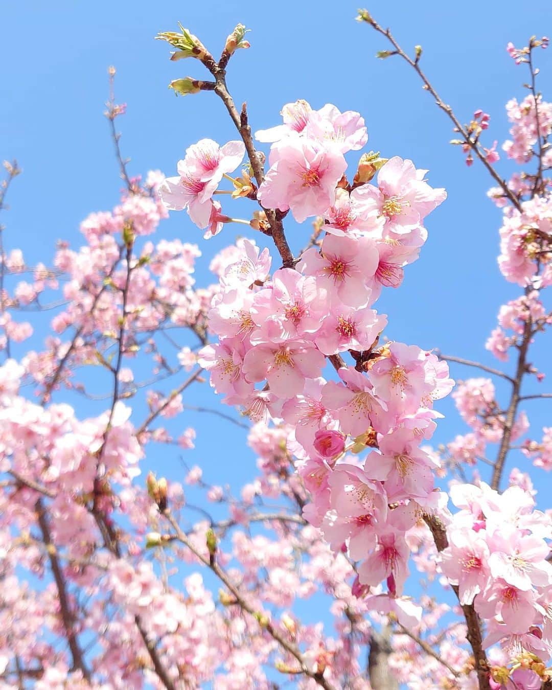 清水優美のインスタグラム：「🌸🐦🌸🐦  近くに咲いていた桜を見てきました☺️💓 とっても綺麗で癒やされました〜✨  いい天気すぎたから 加工無しできれいに撮れた＾＾  ＊」
