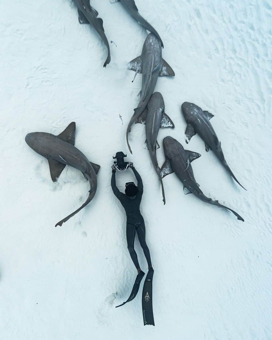 Discoveryのインスタグラム：「Insert human here 🤿 People’s perspectives of sharks usually stem from their lack of personal experiences. The average person has probably never been in the water with a shark, however, because of what they’ve seen, they’ve developed a fear. Being an experienced diver, I realize that since we’re only visitors in the shark’s home, we need to act accordingly and I encourage other divers to do the same. 🦈🎥🇧🇸   Photo of Bahamian freediver @andremusgrove by @iamjuliawheeler diving with @bahamasdiveguides    #SharkDiving #BahamasDiveGuides #SwimWithSharks #FreediveBahamas #DiveBahamas #Bahamas #Freediving #potd #sharks #blackhistorymonth」