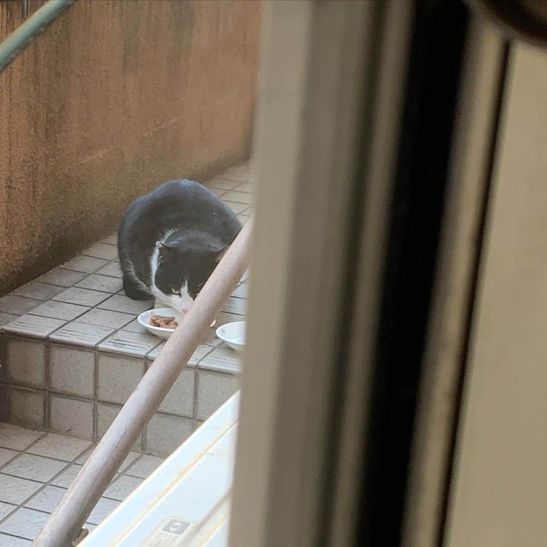 Kachimo Yoshimatsuのインスタグラム：「おはようイカスミ！ Good Morning Ikasumi イカスミが来るのをバーバも楽しみにしてるから毎日来てね。 #うちの猫ら #ikasumi #猫 #ねこ #cat #ネコ #catstagram #ネコ部 http://kachimo.exblog.jp」