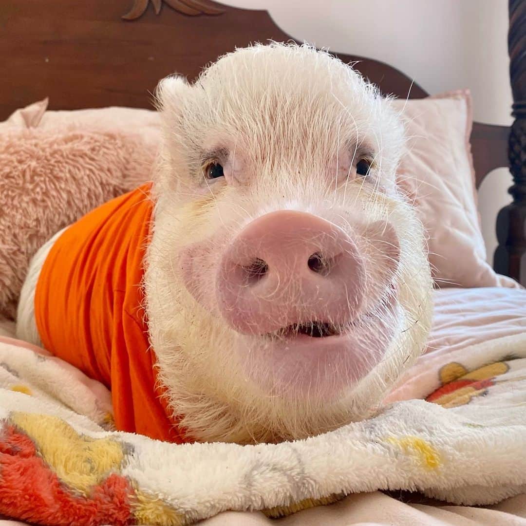 Priscilla and Poppletonのインスタグラム：「Happy Snout Sunday from Silly Pop! He did his farm chores, took a bath and is now ready for a nap. Hope everyone is having a great day!🧡🐽#FarmerPop #cheesin #PrissyandPop」