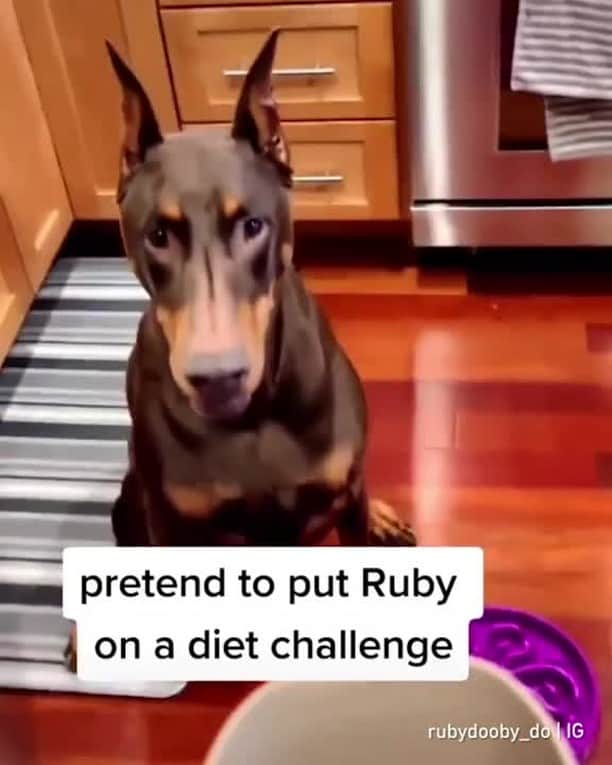 9GAGのインスタグラム：「Don’t heck with me 😤⠀ Follow @barked for more cute dog videos!⠀ -⠀ 📹 @rubydooby_do⠀ -⠀ #barked #Doberman #9gag」