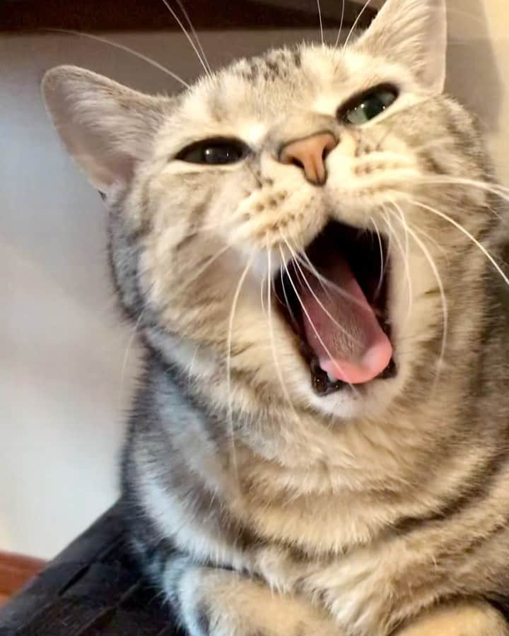 Alain アランのインスタグラム：「Good morning! Bonjour!﻿ Sleepy. Yawn 🥱🔉. Have a good start of March😸. * おはようございますにゃん！ 眠くてあくびが出ちゃった🥱🔉。 今日から3月にゃね。 * #catstagram #cat_features  #topcatphoto #cutepetclub #catsofinstagram #cats_of_world #meowsandwoofs #meowvswoof﻿ #excellent_cats #catstocker  #bestmeow #INSTACAT_MEOWS #peco #animalsco #mofmo #みんねこ #ふわもこ部 #ねこのきもち #アメショー #アメリカンショートヘア #猫 #猫好きさんと繋がりたい #nekoclub」