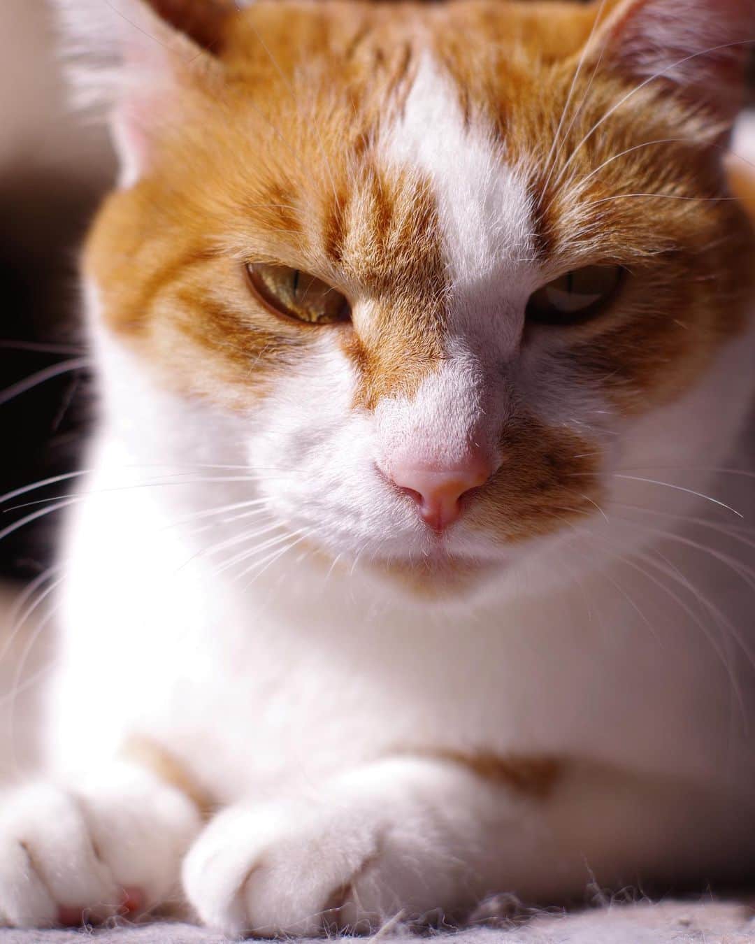 Kachimo Yoshimatsuのインスタグラム：「ちょっと悪い顔。 #うちの猫ら #oinari #猫 #ねこ #cat #ネコ #catstagram #ネコ部 http://kachimo.exblog.jp」