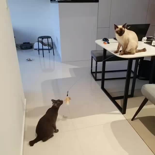 Aww Clubのインスタグラム：「Just another day, catfishing my sister.⠀ ⠀ 🎥@dusty.cloudy⠀ ⠀ Tag #MMGTW get a chance to be featured by @9gag , @meowed and 9GAG Cute⠀⠀⠀⠀⠀⠀⠀⠀ ⠀⠀⠀⠀ #meowed @meowed #MyMeowGotTalentWeek #MyMeowGotTalent #MMGTW #dustycloudy #catfishing #smartcat #sillycat #kittens #siamese #siamesecat #grey #koratcat #korat」