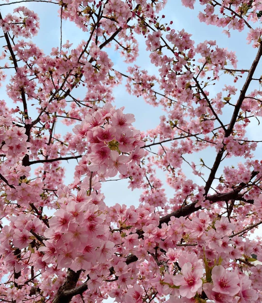 和田美由紀のインスタグラム：「満開でした🌸💕💕  #こんにちは3月🙋🏼‍♀️ #桜アルバムに保存 #暖かいから早いのかな🌸」