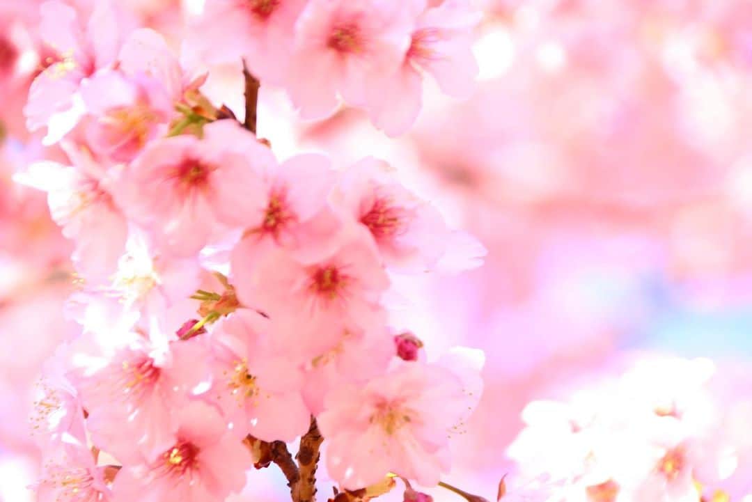 みかんのインスタグラム：「. Good morning〜☁️ . 今日も良い一日を〜🎶 . #河津桜 #sakura  #flowers  #flowerstagram  #はなまっぷ  #mikanmamahana」