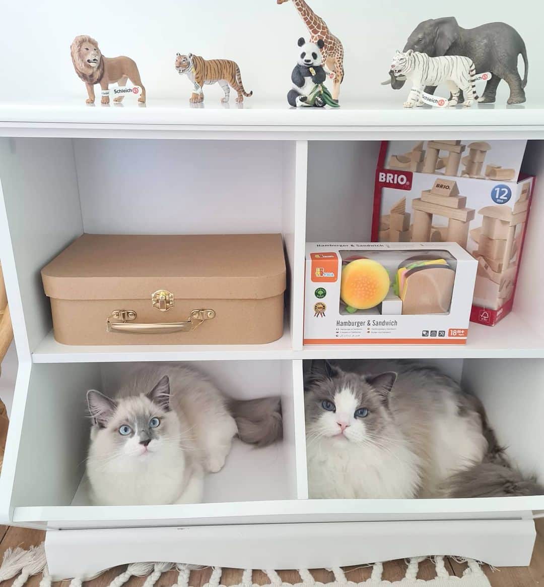 Princess Auroraのインスタグラム：「Aurora and Little Levi have found a couple of cozy spots in the cubby holes of the new shelf.  Levi is growing so quickly. He reminds us of Philly by playing fetch. We will throw a toy off the bed, he will run, pick it up and bring it back to bed to do it all over again. He has so much energy! Aurora likes to groom him but then it turns into a mini cat fight.😅  #cats #catsofinstagram #cats_of_instagram #ragdoll #ragdollsofinstagram #ragdollcat  #fluffy #fluffycat #aurora #meow #meowstagram #meowed #cat #princessaurora #stockholm #kitten #kittensofinstagram」