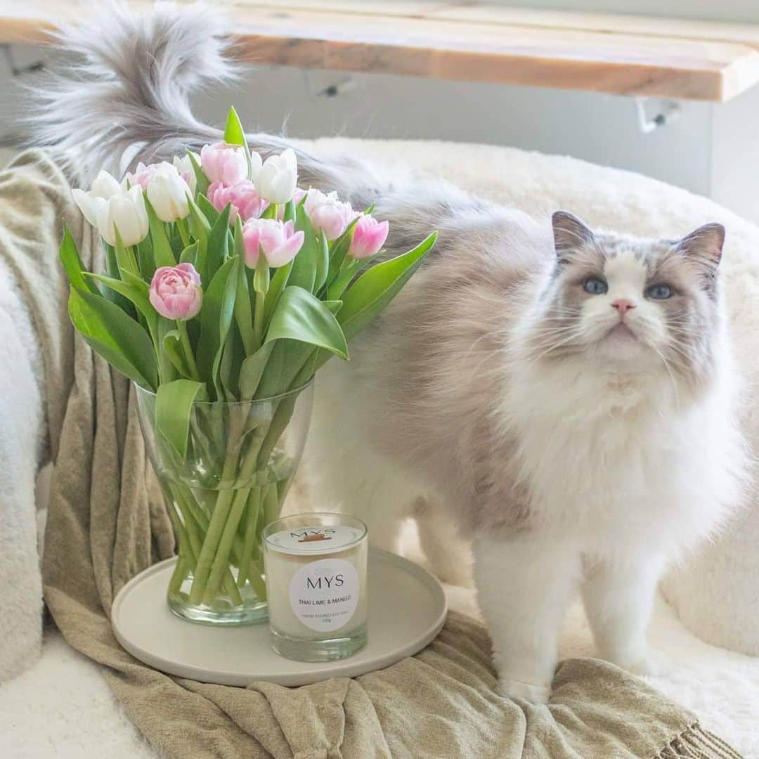 Princess Auroraのインスタグラム：「POSE! 😻💐  As soon as the camera and treat bag comes out she poses. 😅  #cats #catsofinstagram #cats_of_instagram #ragdoll #ragdollsofinstagram #ragdollcat #fluffy #fluffycat #aurora #meow #meowstagram #meowed #cat #princessaurora #stockholm #myssweden #inredning #springiscoming #tulips #tulpaner」