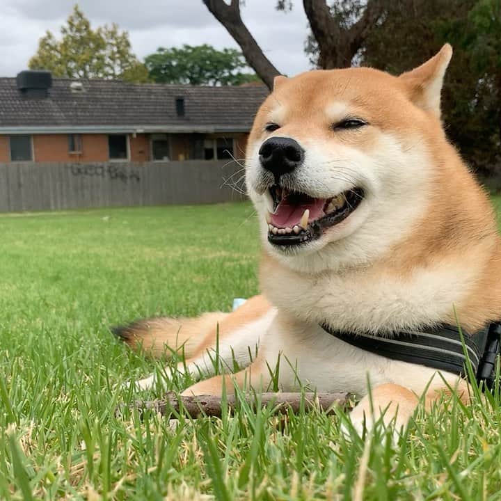 Shibainu Pontaのインスタグラム：「Thank you so much for warm messages and sharing our story. And thanks to our friend @hanaandgnocchi who helped us to spread what happened and let people know.  Ponta has been great! He enjoyed quiet and nice walk with his friend @bentleyy_the_corgi 🐶 We will have an interview by council tomorrow and hopefully the owner will know what their responsibilities are and what they should be careful with their dog.   たくさんの心配/応援メッセージありがとうございます。ぽんたは三度動物病院でチェックしてもらいやっと大好きなチキンを食べたり、あまりそこまで好きでは無いコーギーのベントリーとお散歩にいけたりになりました🙏他の犬にも自分からクンクンしにいったりと安心しています。明日市役所と話し合いがあるので、それを機に犬のオーナーは自分の犬としっかり向き合いこれ以上こんな事が起きないよう願うばかりです。  #melbourne #shibainu #ponta #メルボルン　#柴犬　#ぽん太」