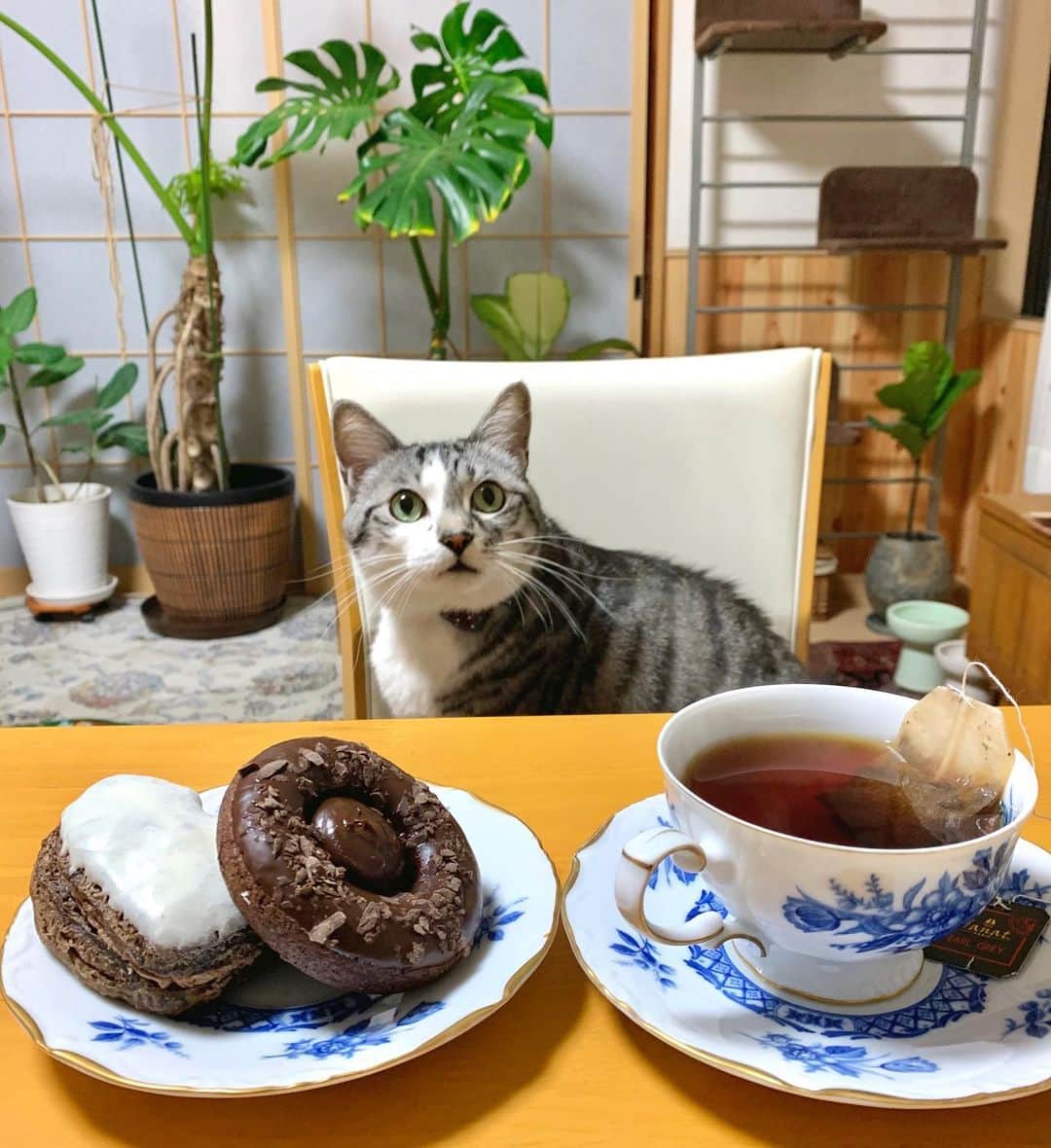 ?りっこ?のインスタグラム：「＊ 🌿  HARUTAROU 🌿 ＊ @janat_paris  様より お紅茶を 頂きました☕️  猫ちゃん🐈が可愛いパッケージは もちろん 香り良く とっても美味しいです✨  表参道 サロン ド テ ジャンナッツでは お買い上げ¥2220以上で 可愛い猫ちゃんカレンダーが 2/28まで貰えます。 まだまだ寒い日が続きます⛄️ 是非皆さま♡も お紅茶を☕️ ＊ ＊ #cats_of_instagram  #TheDailyKitten  #cats_of_world #balousfriends  #catloversclub  #cat_features #catstocker #ミスド　 #sweetcatstime  #thedailykitten #cats_of_instworld #IGersJP #happypetclub #cats #pierremarcolini  #catsfollowers  #ピエールマルコリーニ  #tea  #紅茶　#sweetcatclub #catsnet #catendar2021  #luckytea #janat  #キャテンダー2021 #ジャンナッツ  #sweetcatonline #nyancon01 #sippoストーリー　#petokotolife ＊ ＊ 🌿🌿🌿🌿🌿🌿🌿🌿🌿🌿🌿🌿🌿🌿🌿」