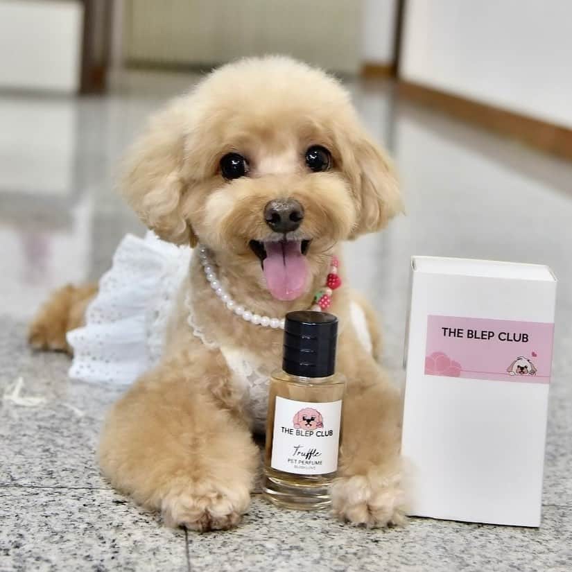 Truffle??松露?トリュフのインスタグラム：「📆(9Feb21) 💝💘Introducing the newly launched #BlushLove #petperfume from @theblepclub 😘  This pet perfume keeps me smelling good at all times with just a few sprays. It produces a soft and light fruity fragrance that makes me feel like I’m taking a stroll down an apple or pear orchard 🥰 You can even personalise the perfume bottle by choosing an icon and adding your name onto the label. (See pics ➡️）You will also receive a FREE limited edition waterproof mask pouch in navy when you spend $60 and above! Doesn’t this sound like the perfect Valentine’s gift for your loved ones? Hurry get yours today while the promotion lasts 😉 #dogperfumes #香香公主」