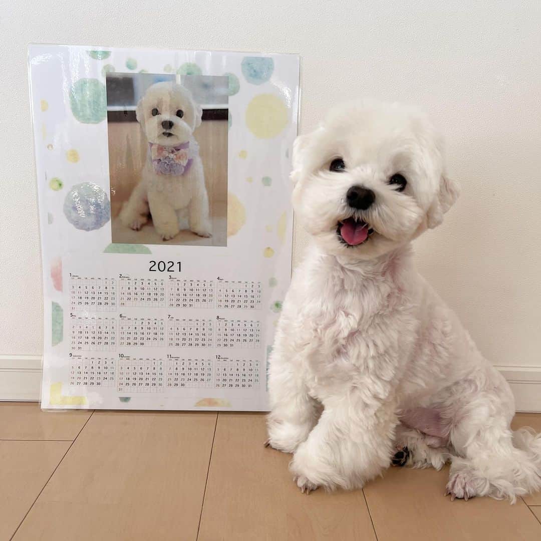 セロリのインスタグラム：「【カレンダー】 「alice house」さんでいただいたカレンダーと記念撮影。 #maltese #マルチーズ #malteseofinstagram #maltese101 #malteser #malteseofficial #maltesedog #dog #instadog #dogstagram #dogoftheday #doglovers #instapet #adorable #ilovemydog  #ペット #わんこ #ふわもこ部 #犬のいる暮らし #いぬら部  #いぬすたぐらむ #イッヌ」