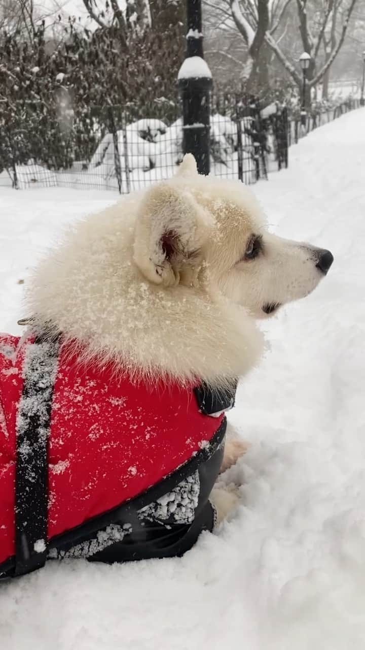 Winston the White Corgiのインスタグラム：「The magic of dusting a little sugar onto a loaf ❄️」