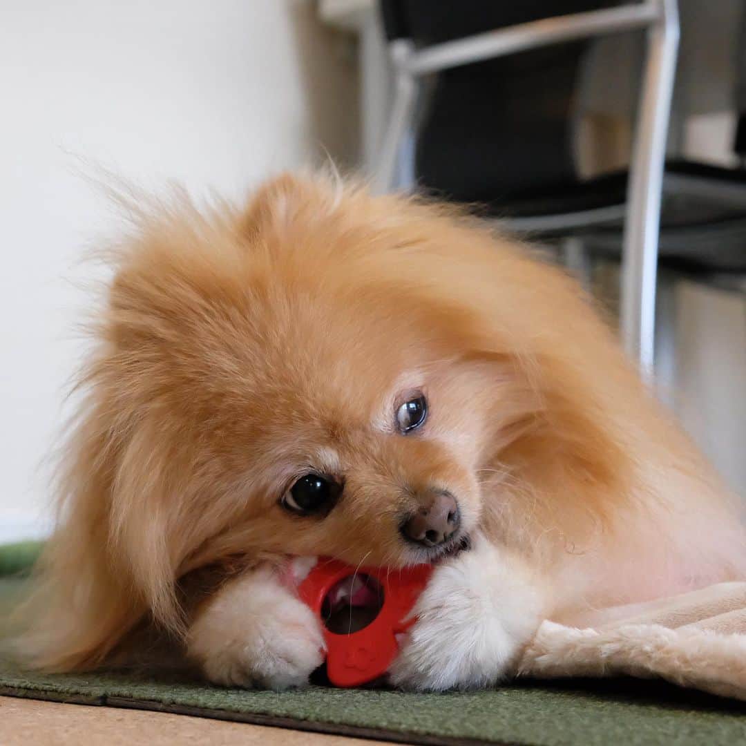 Hanaのインスタグラム：「オモチャに夢中🐶 * あちこちチラチラ見ながら 噛み噛み * オモチャを押さえてる 両手が萌え * * ブログ更新しました♪ http://kedamakyoudai.blog.jp/ #Pomeranian#pom#pompom#pomstagram#pets#dogs#doglover#dogsofinstagram#dogstagram#Japan#Kawaii#fluffydog#ポメラニアン#犬#いぬら部#pecoいぬ部#포메라니안#もふもふ#ふわもこ部#cute#cutedog#funny#funnydog#いぬのきもち#犬と猫#ライブドアインスタブロガー」