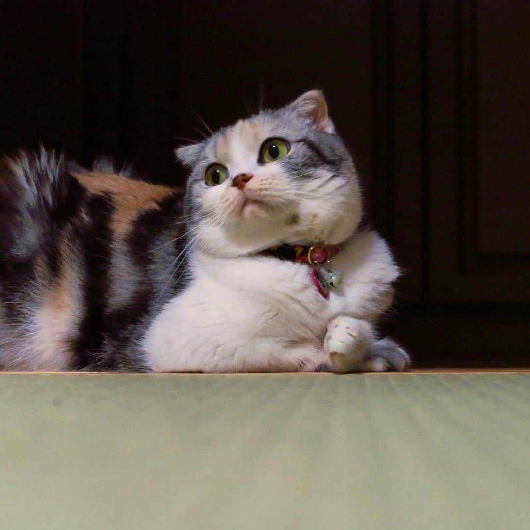 takegaeruのインスタグラム：「おやすみにゃさい♬ #goodnight   #cat #scottishfold #猫 #スコティッシュフォールド #三毛スコ友の会」