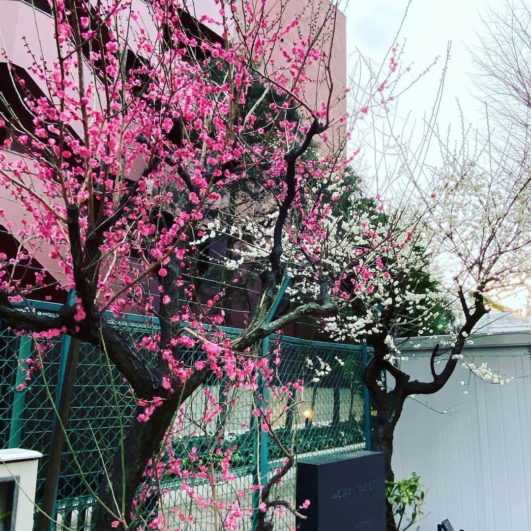 日出郎のインスタグラム：「梅は咲いたかぁ 　　桜はまだかいなぁ  #日出郎 #ウォーキング」