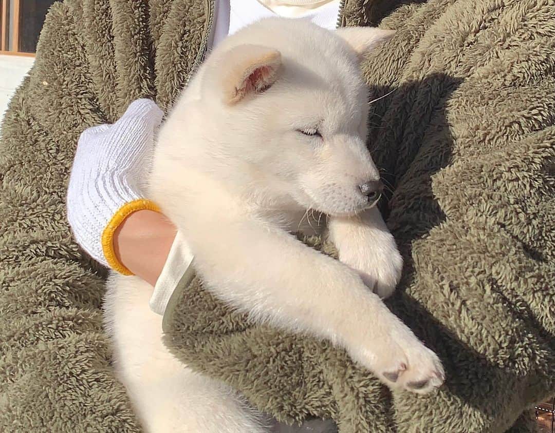 藤岡真威人さんのインスタグラム写真 - (藤岡真威人Instagram)「新しく来てくれた北海道犬の「ミルク🥛」です！﻿ お顔がかわいいいいいいです本当に。みんなにもお裾分けします😇﻿ 元気すぎるって言う一面もあります﻿ ﻿ 二枚目は、抱っこしてたらいつのまにか寝てたって写真です笑﻿ ﻿ @minnano_zoo_ntv   #日本犬#北海道犬#ミルク」2月11日 14時10分 - maito_fujioka_official