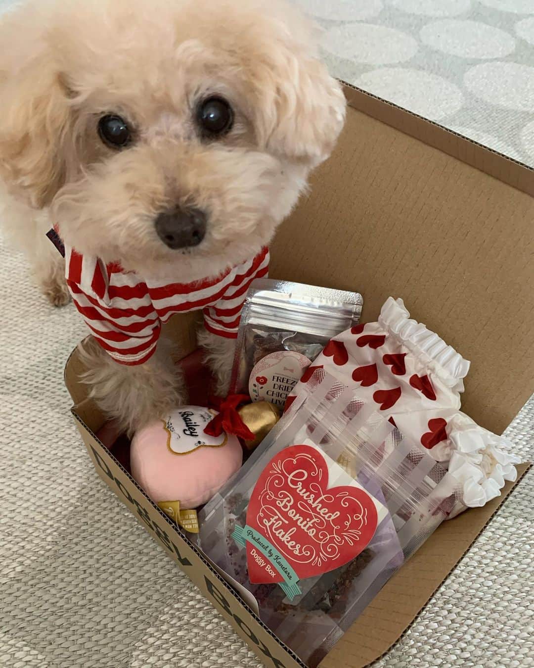 Maruのインスタグラム：「🍫 2月のドキボが届きました。楽しくて、美味しいって知っているから、2枚目はペロリンチョしちゃった♪ . おもちゃは 香水とおパンツ  おパンツがkawaii❤  おやつはね… フリーズドライ 鶏レバー 減塩かつおふりかけ 雑穀ポンせん ビーフ味 だった！ あとは、歯磨きサプリも入っていました。 盛りだくさんで 楽しいボックスだよね！ @doggybox_jp   #ドギーボックス #ドギボ  #pr  #dog #ilovemydog #toypoodle#dogstagram  #instadog #トイプードル#癒し犬#トイプー#今日のわんこ#幸せお届け隊#ふわもこ部 #穏やかな暮らし」