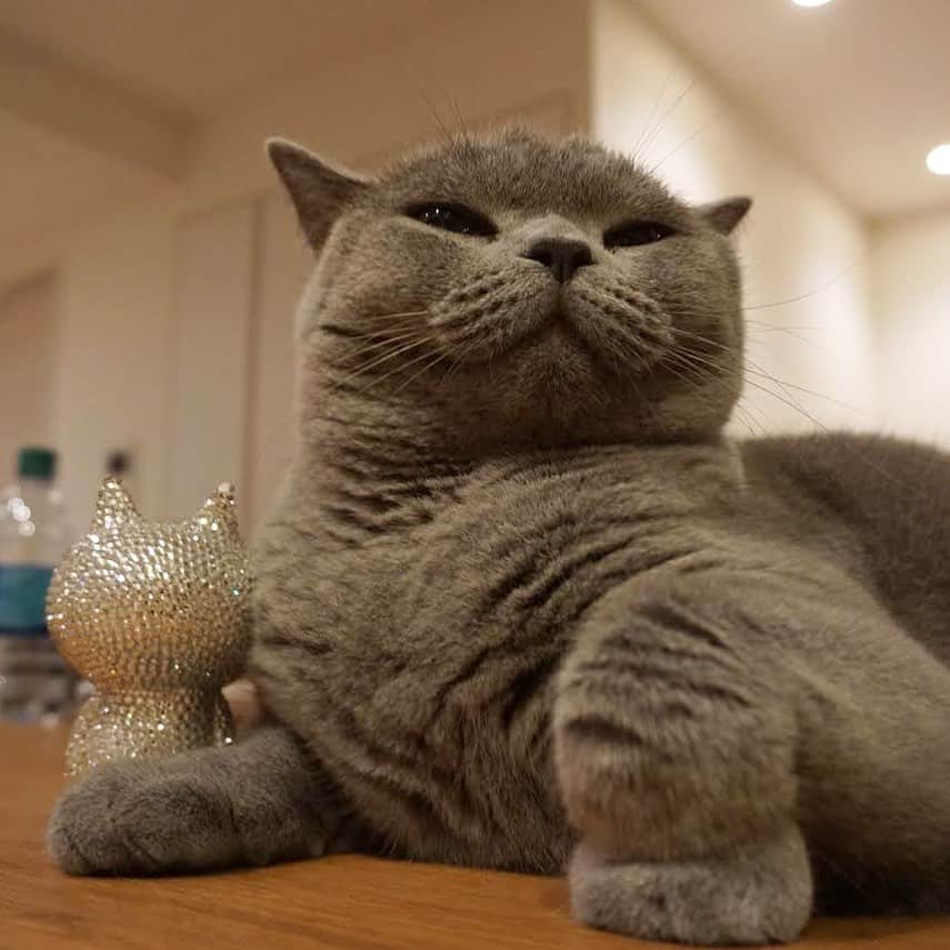Nico & Tabu with MAYUMI KATOのインスタグラム：「#どやねこ #ハトムネ黒ごまクリームパン  @brutusmag の #ブルータスの猫特集 に応募します  ①にこたん　5歳　♀ ②カメラ向けたらパーフェクトドS顔にドMな飼い主はきゅん  #猫の飼い主は下僕   #britishshorthair #bsh #kitten #igcats #cat #bluecat #catstagram #catsofworld #catsofinstagram #cats_of_instagram #cutepet  #britischkurzhaar #gatto  #world_kawaii_cat #instagramcat #cute #catlover #ブリティッシュショートヘア #ブリショー #ねこ部  #にゃんすたぐらむ #猫山商事 #ブリ商会 #多頭飼い」