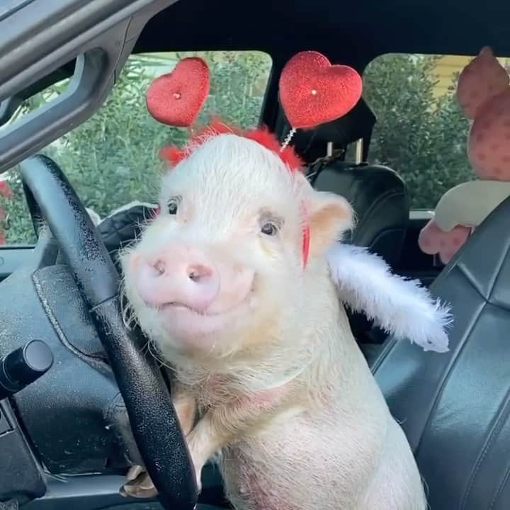 Priscilla and Poppletonのインスタグラム：「LOVE is in the air (and on the road)! Watch out! You might just get struck by Cupig’s squad today!🐷💘#tbt #valenswinesday #cupig #pophasmyheart #PrissyandPop」